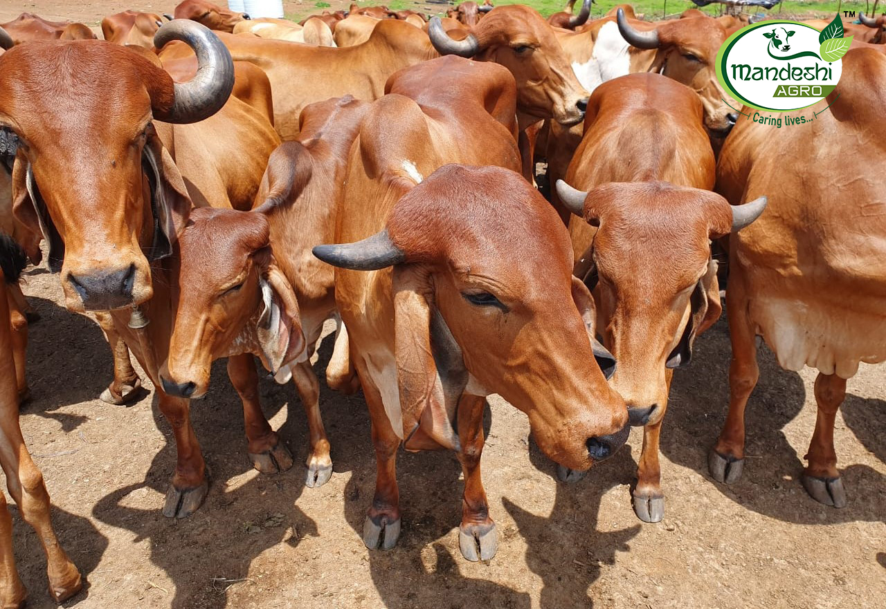 cattle organic